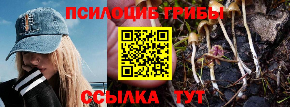 Домодедово  закладка  Вход с VPN  Псилоцибиновые грибы Psilocybine cubensis 